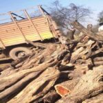 चांपा के गुप्त गोदाम पर छापा, वन विभाग की बड़ी कार्रवाई