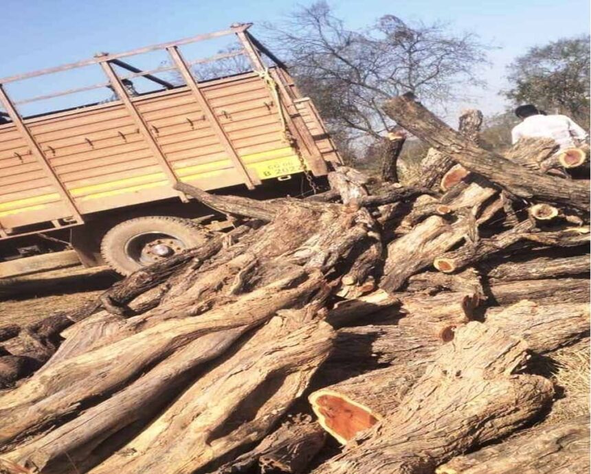 चांपा के गुप्त गोदाम पर छापा, वन विभाग की बड़ी कार्रवाई