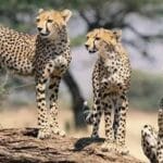 मुख्यमंत्री डॉ. यादव ने केंद्रीय वन मंत्री श्री यादव से की दिल्ली में भेंट