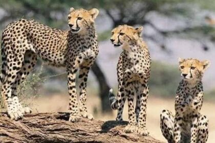 मुख्यमंत्री डॉ. यादव ने केंद्रीय वन मंत्री श्री यादव से की दिल्ली में भेंट