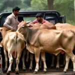 गौवंश संरक्षण की दिशा में बड़ी पहल: मध्यप्रदेश पुलिस की तस्करों पर सख्त कार्रवाई