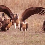 मध्यप्रदेश में उपग्रह टेलीमेट्री जैसे नवाचारों से बढ़ रही है गद्धों की संख्या