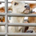 योगी सरकार ने गोवंश के लिए किए ऐतिहासिक कार्य, पहले कभी नहीं मिली इतनी सुरक्षा-स