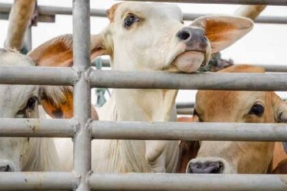 योगी सरकार ने गोवंश के लिए किए ऐतिहासिक कार्य, पहले कभी नहीं मिली इतनी सुरक्षा-स