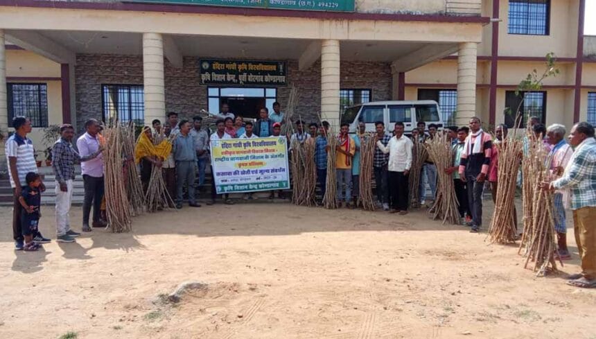 कोंडागांव में कसावा खेती की नई पहल, कृषि विज्ञान केंद्र ने किया नवाचार