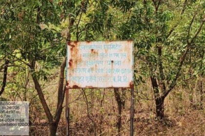 हरित पहल को बढ़ावा: वन विकास निगम–एनएमडीसी बचेली के बीच 50 हजार पौधों के रोपण का