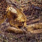 मुख्यमंत्री डॉ. यादव ने कूनो राष्ट्रीय उद्यान में 5 शावकों के जन्म पर किया हर्ष