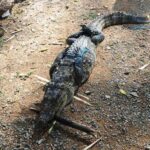 रेस्क्यू ऑपरेशन सफल: रिहायशी इलाके से पकड़ा गया मगरमच्छ, अब जंगल सफारी में सुरक्