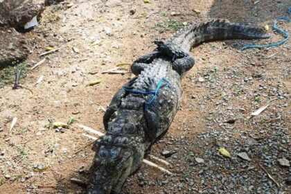 रेस्क्यू ऑपरेशन सफल: रिहायशी इलाके से पकड़ा गया मगरमच्छ, अब जंगल सफारी में सुरक्