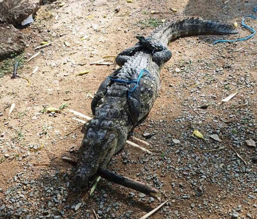 रेस्क्यू ऑपरेशन सफल: रिहायशी इलाके से पकड़ा गया मगरमच्छ, अब जंगल सफारी में सुरक्