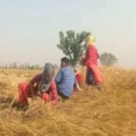 पंजाब में गेहूं की फसल पर मंडराया खतरा