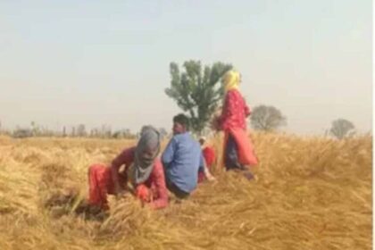 पंजाब में गेहूं की फसल पर मंडराया खतरा