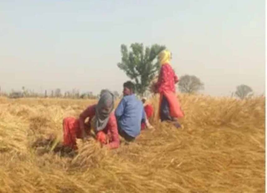 पंजाब में गेहूं की फसल पर मंडराया खतरा