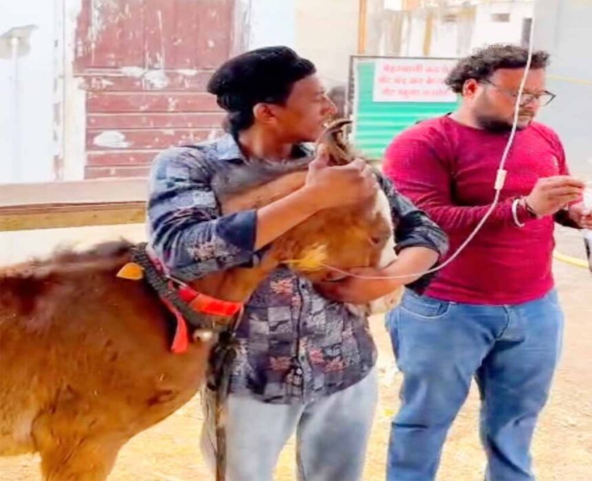 टोल-फ्री नम्बर 1962 बना लाइफ लाइन, घोड़े के बच्‍चे को मिला नया जीवन