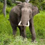 मानव-वन्यजीव संघर्ष बढ़ा: हाथियों के हमलों में 23 लोगों की जान, बढ़े मुआवजे की म