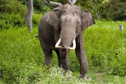 मानव-वन्यजीव संघर्ष बढ़ा: हाथियों के हमलों में 23 लोगों की जान, बढ़े मुआवजे की म