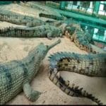 राष्ट्रीय चंबल अभयारण्य: घड़ियालों की सुरक्षा में जुटी मध्य प्रदेश सरकार