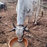 नस्ल सुधार से पशुपालकों की आय बढ़ाने की दिशा में ‘हिरण्यगर्भा अभियान’ मजबूत आधार