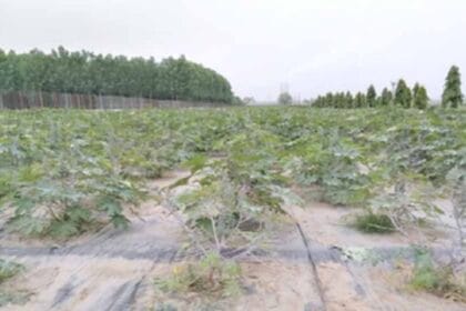 सॉइल टू सिल्क की संपूर्ण प्रक्रिया का होगा जीवंत प्रदर्शन, शुद्ध रेशमी वस्त्रों