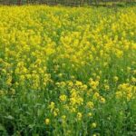 सरसों किसानों की बढ़ी उम्मीदें: भावांतर योजना में शामिल, कम कीमत का नुकसान भरेगी