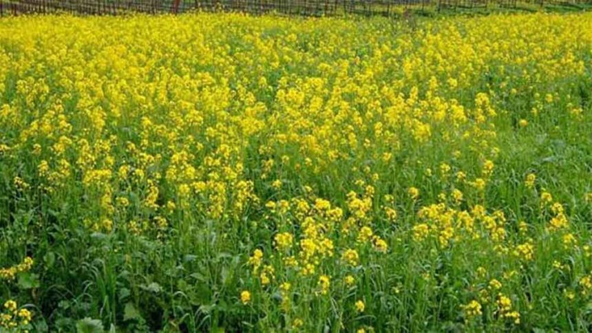 सरसों किसानों की बढ़ी उम्मीदें: भावांतर योजना में शामिल, कम कीमत का नुकसान भरेगी