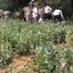 दुर्ग-बलरामपुर के बाद रायगढ़ में भी अफीम खेती का खुलासा, एक आरोपी गिरफ्तार