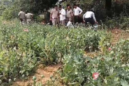 दुर्ग-बलरामपुर के बाद रायगढ़ में भी अफीम खेती का खुलासा, एक आरोपी गिरफ्तार