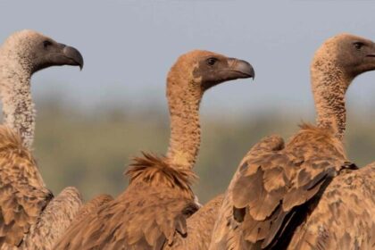 वीरांगना दुर्गावती टाइगर रिजर्व में गिद्धों की संख्या 951, सात प्रजातियों की पहच