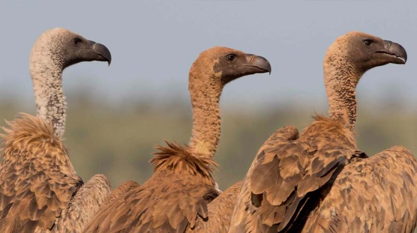 वीरांगना दुर्गावती टाइगर रिजर्व में गिद्धों की संख्या 951, सात प्रजातियों की पहच 1 वीरांगना दुर्गावती टाइगर रिजर्व में गिद्धों की संख्या 951, सात प्रजातियों की पहच