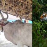 सीमा पर दहशत का बाघ: मवेशी पर झपटा, जान बचाने पेड़ पर चढ़े ग्रामीण