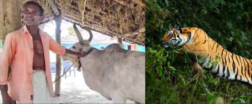 सीमा पर दहशत का बाघ: मवेशी पर झपटा, जान बचाने पेड़ पर चढ़े ग्रामीण 1 सीमा पर दहशत का बाघ: मवेशी पर झपटा, जान बचाने पेड़ पर चढ़े ग्रामीण