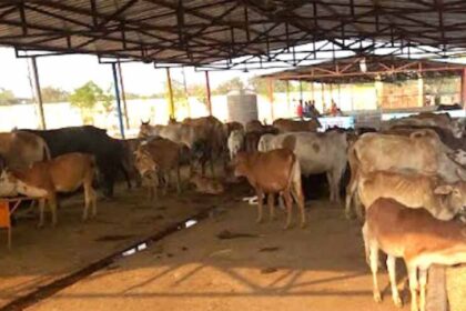 14 मार्च को बिलासपुर से “गौधाम योजना” का शुभारंभ  करेंगे मुख्यमंत्री विष्णु देव