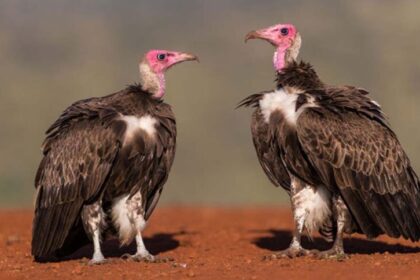 मध्यप्रदेश में गिद्धों का बढ़ता आंकड़ा, पन्ना और वन विहार में अलग-अलग प्रजातियां