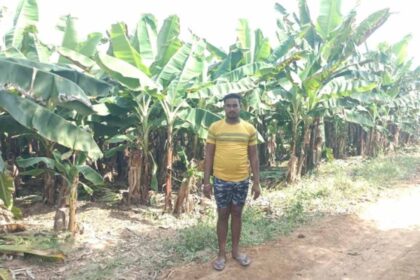 केला उत्पादन से बढ़ी आमदनी, उद्यानिकी खेती से मिला नया सहारा