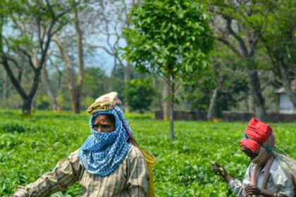 टिश्यू कल्चर लैब पर किसानों-उद्यमियों को सरकार देगी 50% अनुदान