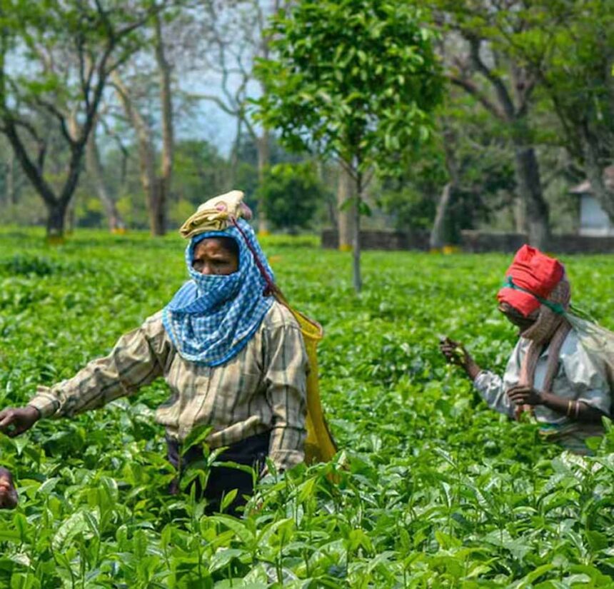 टिश्यू कल्चर लैब पर किसानों-उद्यमियों को सरकार देगी 50% अनुदान