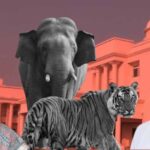 छत्तीसगढ़ में तीन सालों में हुई 9 बाघ और 38 हाथियों की मौत