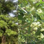 छातिम वृक्ष पर सियासी गर्मी: विधानसभा में गूंजा मुद्दा, मंत्री बोले—रोक का सवाल