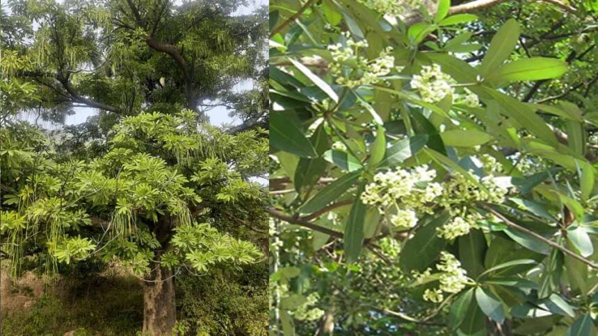 छातिम वृक्ष पर सियासी गर्मी: विधानसभा में गूंजा मुद्दा, मंत्री बोले—रोक का सवाल