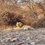 Wildlife Crime: डिप्टी रेंजर की साजिश का खुलासा, बाघ और तेंदुए के शिकार के बाद ख