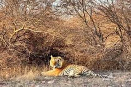 Wildlife Crime: डिप्टी रेंजर की साजिश का खुलासा, बाघ और तेंदुए के शिकार के बाद ख