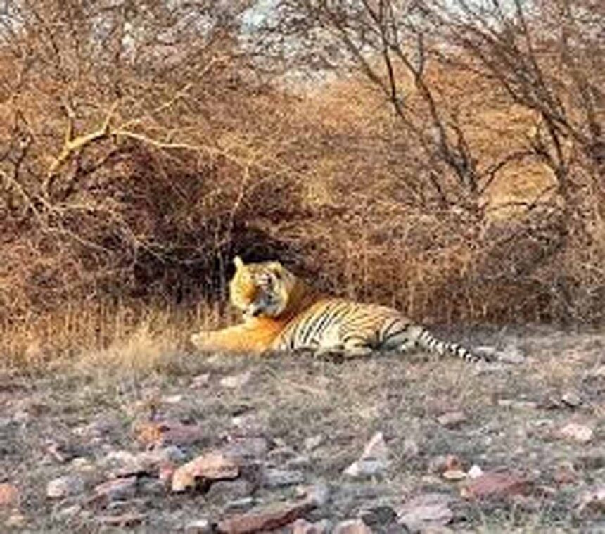 Wildlife Crime: डिप्टी रेंजर की साजिश का खुलासा, बाघ और तेंदुए के शिकार के बाद ख