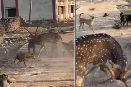 संजय पार्क में बड़ी लापरवाही: कुत्तों के काटने से 15 हिरण मरे, वन विभाग पर कार्र