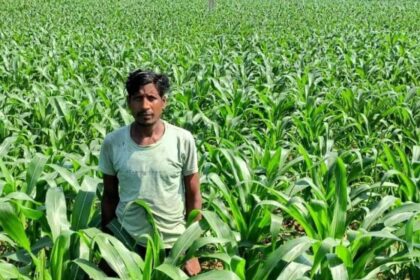 धान के बजाय मक्का से बढ़ा मुनाफा : किसान मालती मोहन बने उन्नत खेती की मिसाल किसा