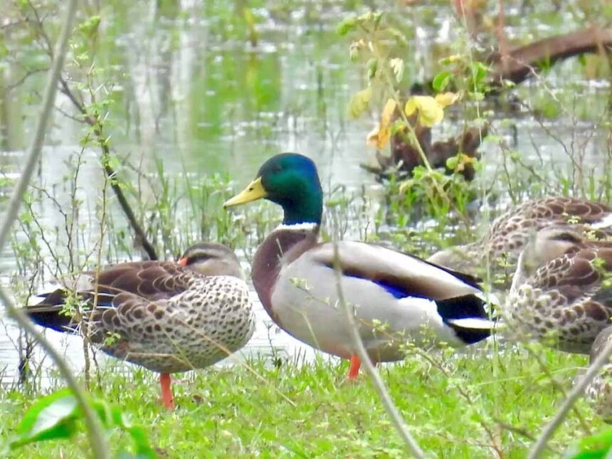 विदेशी मेहमानों ने बढ़ाई गिधवा टैंक की शान, मल्लार्ड के आगमन से खिला पर्यटन