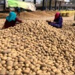 बंपर उत्पादन से किसानों को राहत: हरियाणा में आलू पर भावांतर योजना का बड़ा फायदा