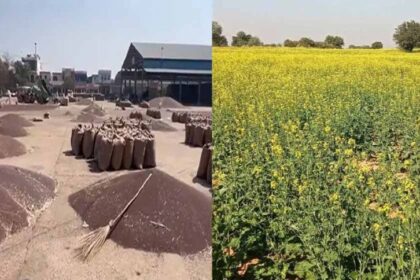 किसानों के लिए खुशखबरी: कैथल में सरसों की खरीद 27 मार्च से MSP पर शुरू
