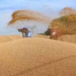 हरियाणा सरकार ने गेहूं की 160 रुपये प्रति क्विंटल बढ़ाई MSP