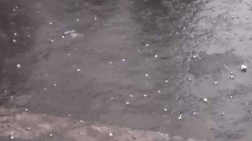 बदनावर में भीषण ओलावृष्टि, आधे घंटे में किसानों की फसल चौपट