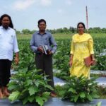 रायपुर : ग्राफ्टेड बैगन से 16 लाख रूपए की आमदनी